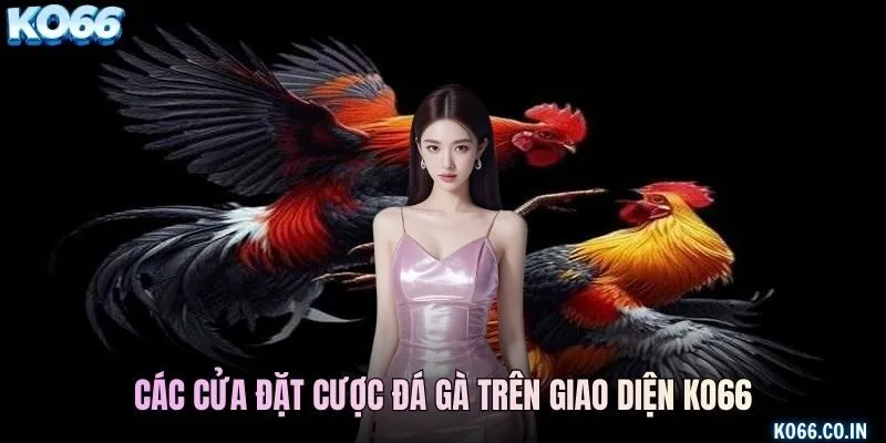 Các cửa đặt cược đá gà trên giao diện KO66