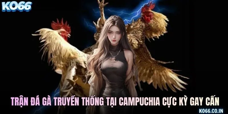 Trận đá gà truyền thống tại Campuchia cực kỳ gay cấn
